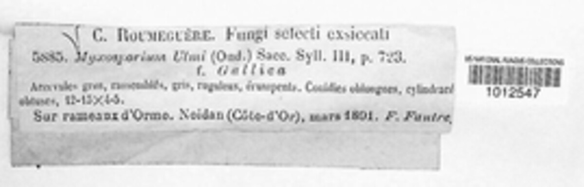Fusicoccum image
